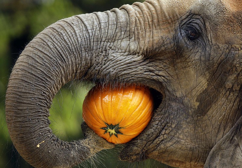 How much do elephants eat?